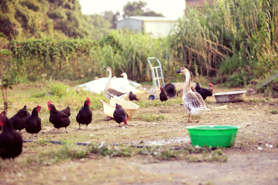婚禮紀錄,婚攝,婚攝培根,BACON IMAGE
